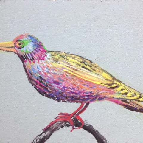 Regenbogenvogel