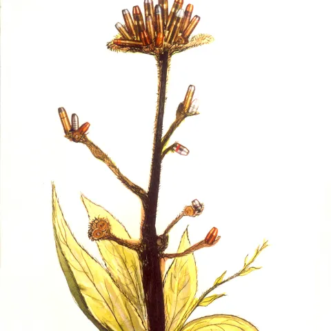 Western Pisonella